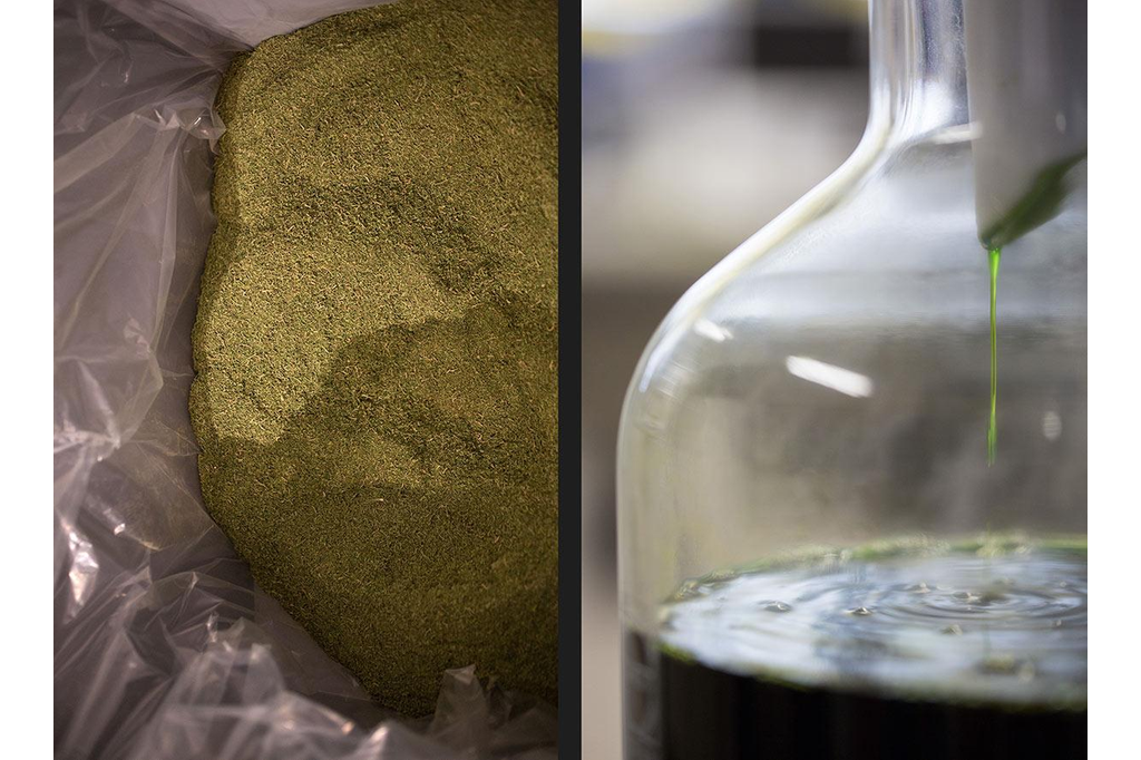 Как делать смолу конопли масло из шишек марихуаны